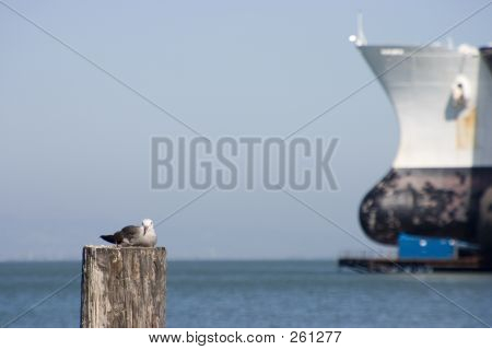 Oiseau et le navire.