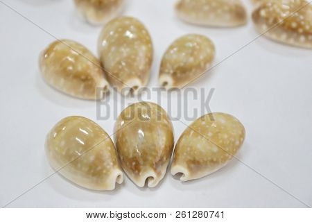 Tiger Cypraea Seashells Close-up Wildlife Marine Aquatic