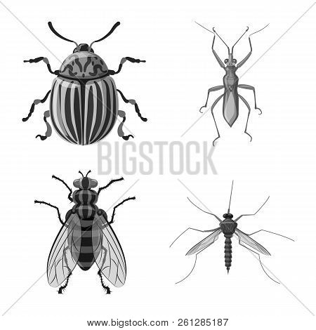 Vector Design Of Insect And Fly Icon. Set Of Insect And Element Vector Icon For Stock.