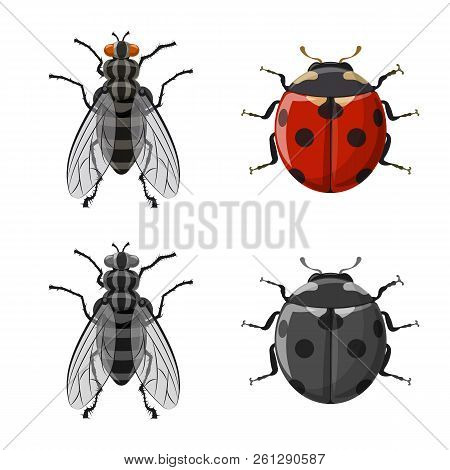 Isolated Object Of Insect And Fly Sign. Collection Of Insect And Element Stock Symbol For Web.