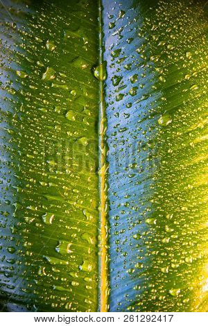 Wet With Water Drops Indian Ficus Elastica Leaf, Closeup, Details