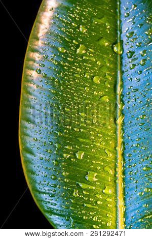 Wet With Water Drops Indian Ficus Elastica Leaf, Closeup, Details