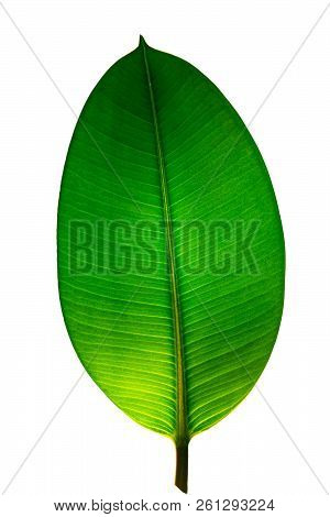 Indian Ficus Elastica Leaf Illuminated With Light Through, Isolated At White Background, Closeup, De