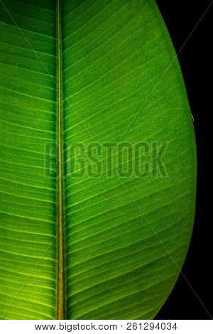Indian Ficus Elastica Leaf Illuminated With Light Through, Isolated At Black Background, Closeup, De