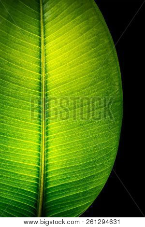 Indian Ficus Elastica Leaf Illuminated With Light Through, Isolated At Black Background, Closeup, De