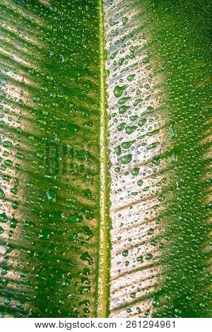 Wet With Water Drops Indian Ficus Elastica Leaf As Texture And Pattern, Closeup, Details
