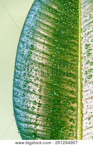 Wet With Water Drops Indian Ficus Elastica Leaf At Green Background, Closeup, Details