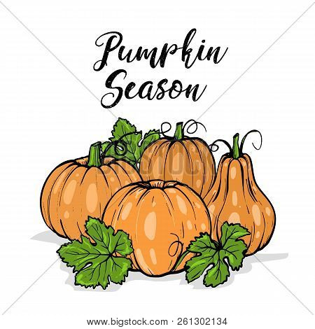 Vector Orange Pumpkins For Halloween With Green Leaves And Typography