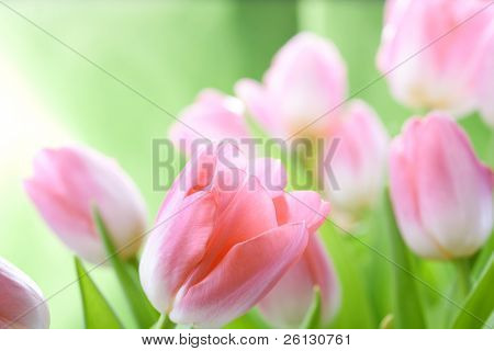 flores de tulipas cor de rosa sobre o fundo verde