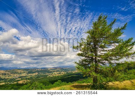 A Small Coniferous Tree Overlooking The Lyth Valley And The Distant Lake District.