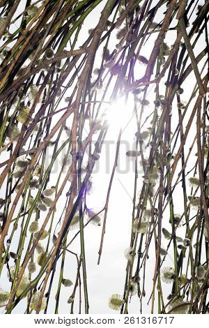Willow Tree In Full Bloom With All Its Buds