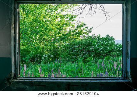 View Of Bushes, Trees, Grass, Flowers And Sky From The Window Of The Destroyed Building
