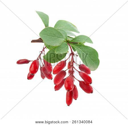 Isolated Branch Barberry With Berries And Leaves
