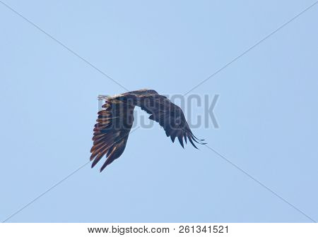 Flying Sea Eagle Also Called White-tailed Eagle (latin: Haliaeetus Albicilla). Blue Sky In The Backg
