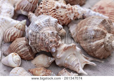 Large Seashells On The Sand. Summer Beach Background