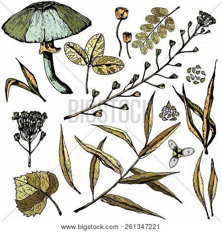 Hand Drawn Set With Leaves, Seeds, Flowers, Mushroom. Vintage Floral Background. Vector Design Eleme