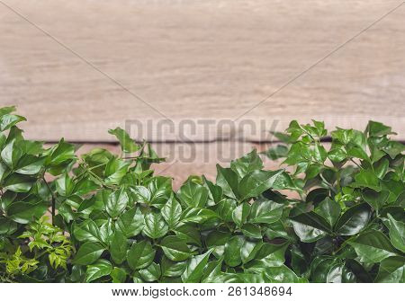 Many Leaves Of Radermahera On A Light Wooden Background Nearby.