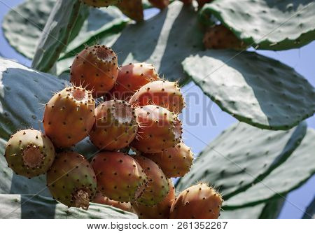 Prickly Pear Cactus With Fruits Also Known As Opuntia, Ficus-indica, Indian Fig Opuntia