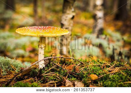 Toadstool, Close Up Of A Poisonous Mushroom In The Forest With Copy Space