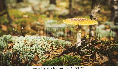 Toadstool, Close Up Of A Poisonous Mushroom In The Forest With Copy Space