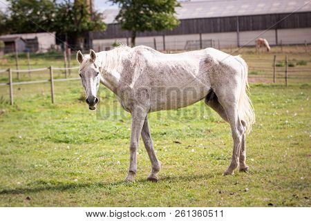 An Horse Living In Animal Shelter In Belium