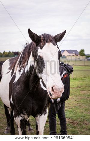 An Horse Living In Animal Shelter In Belium