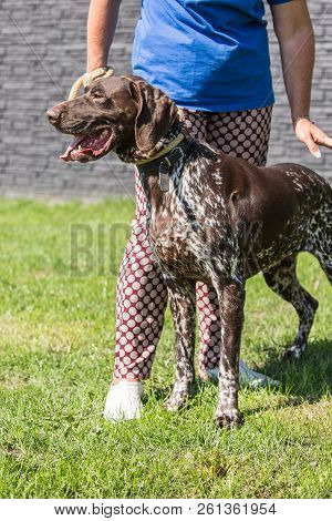 A Setter Adult Dog Living In Beligum