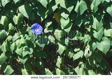 Morning Glory Ipomea Purpurea On Green Wall On A Sunny Afternoon In Mallorca, Spain.