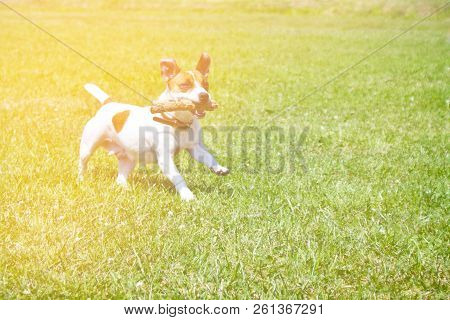 Dog Running With A Stick In The Mouth Is Playing