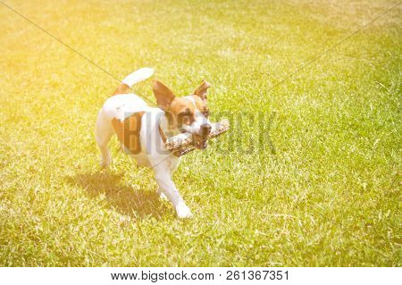 Dog Running With A Stick In The Mouth Is Playing