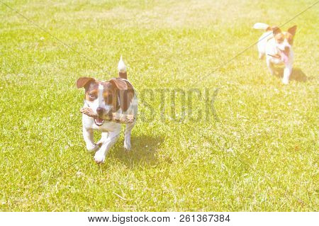 2 Dogs Run With A Stick In Their Mouths And Cheer
