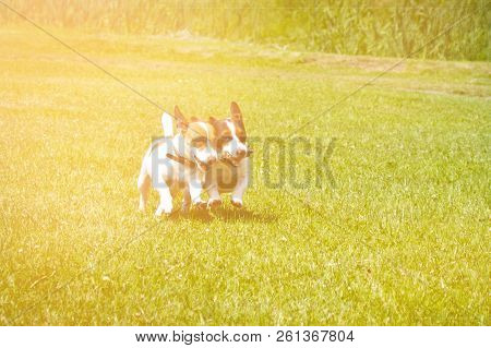 2 Dogs Run With A Stick In Their Mouths And Cheer