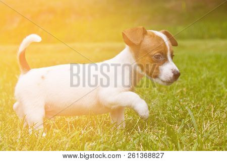 Little Puppys Are Walking And Playing On The Street In The Grass