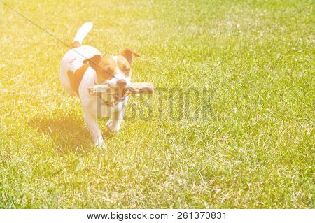 Dog Running With A Stick In The Mouth Is Playing