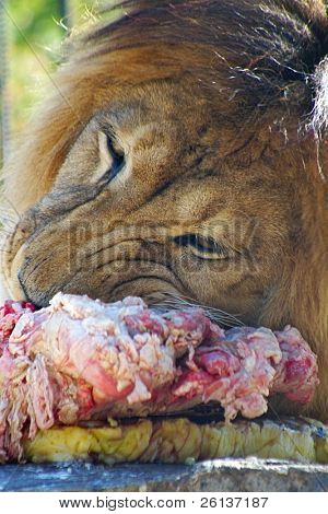 close up of Löwe Fleisch zu essen