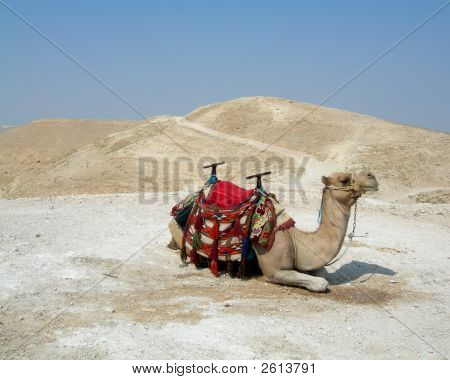 Camel