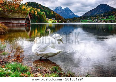 Two White Swans In Crystal Clear Water Grundlsee Lake. Beautiful Landscape Of Alps. Location: Resort