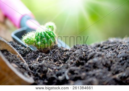 Small Plant Growing In The Garden. Fresh Start Of The Day. Save Environment And New Transformation L
