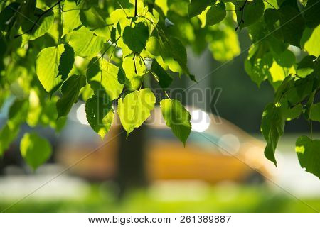Leaves Of Linden Tree Lit By Sun Shining Through Spring Summer Background. Selective Focus Macro Sho