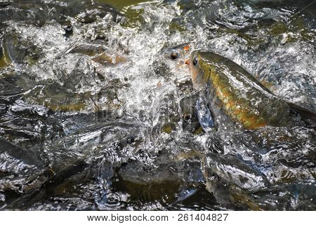 Mahseer Barb Hunting And Scramble In River Side.