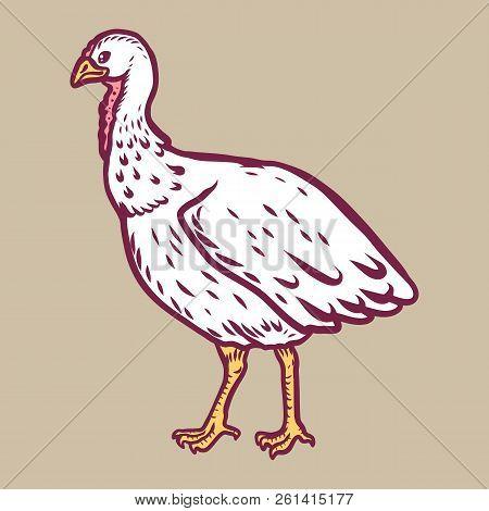 Turkey Cock Female Icon. Hand Drawn Illustration Of Turkey Cock Female Icon For Web Design