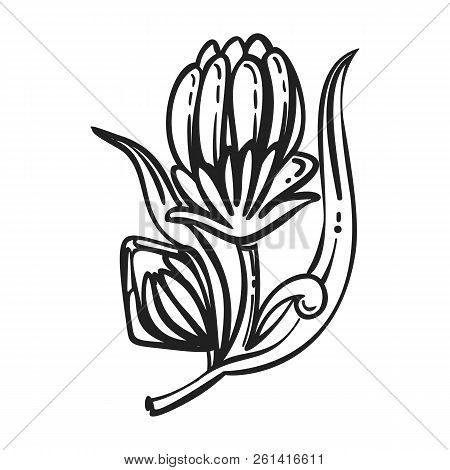 Medicine Calendula Icon. Simple Illustration Of Medicine Calendula Icon For Web Design Isolated On W