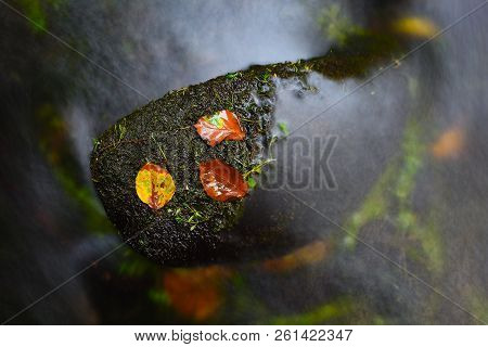 Colorful Beeches And Aspen Leaves On Mossy Stone In Fall Mountain Stream. Cold Water Blurred By Long