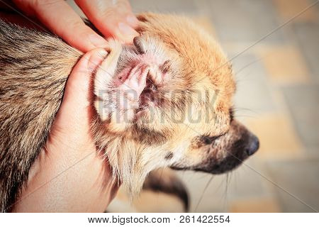 Close Up The Tick In Stray Dog Ear