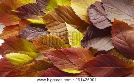 Autumn Leaves. Colorful Autumn Leaves Of Wild Grapes. Autumn Time. Autumn Wallpaper. Autumn Backgrou