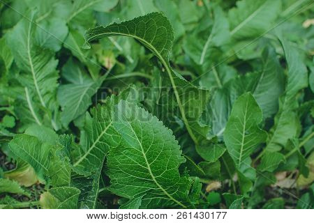 Green Leaves Of Horseradish In The Garden, Harvest Agriculture
