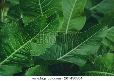 Green Leaves Of Horseradish In The Garden, Harvest Agriculture