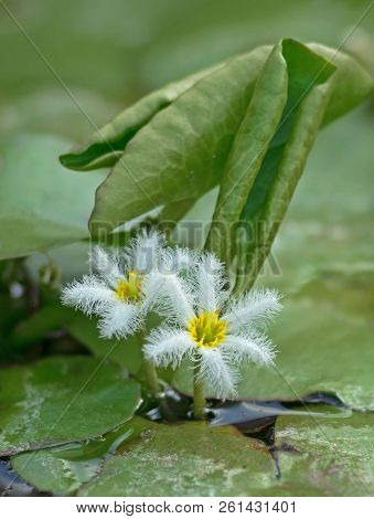 Nymphoides Indica. A Popular Water Lily For A Water Garden And An Aquarium Is A White Snowflake In T