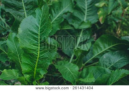 Green Leaves Of Horseradish In The Garden, Harvest Agriculture