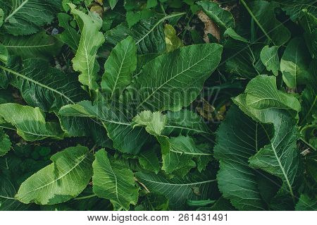 Green Leaves Of Horseradish In The Garden, Harvest Agriculture
